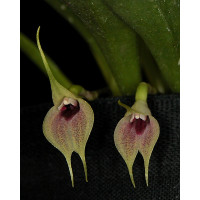 Masdevallia zahlbruckneri