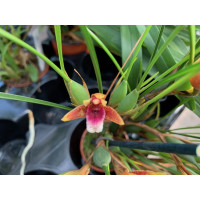 Maxillaria atrosanguinea