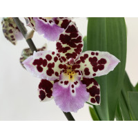 Odontoglossum Crispy Pink