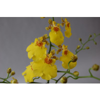 Oncidium Compact 'Joost' (1 Rispe)