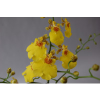 Oncidium Münsterland (2 Rispen)