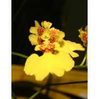 Oncidium flexuosum