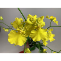 Oncidium Pure Yellow