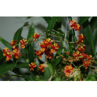 Oncidium Tiny Twinkle 'Orange Pride' (2-3 Rispen)