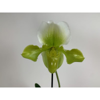 Paphiopedilum Bidborough x P. Ansum