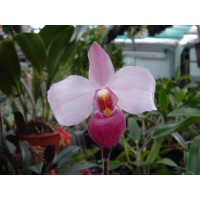 Paphiopedilum delenatii 'vinicolor'