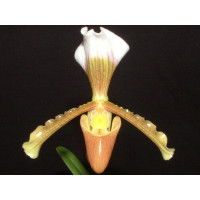 Paphiopedilum x areeanum (syn. rhizomatosum)