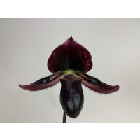 Paphiopedilum Vinicolor 'Schwarze Madonna' x callosum Vinicolor (1 Stiel)