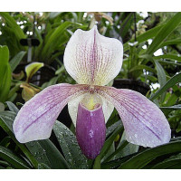 Paphiopedilum Aladin