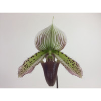 Paphiopedilum callosum 'Big' x sukhakulii 