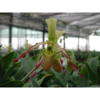 Paphiopedilum Celler Freude