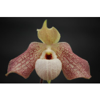 Paphiopedilum Wössner Concomal