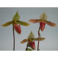 Paphiopedilum Dr. Hans-Georg Preißel