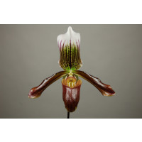 Paphiopedilum Gigas 'Cordean Hall'