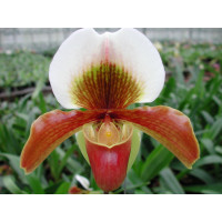 Paphiopedilum Harbur Comet