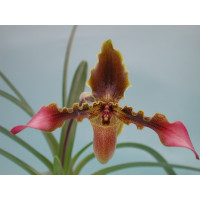 Paphiopedilum hirsutissimum