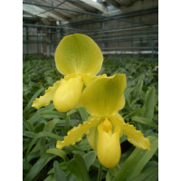 Paphiopedilum Cadmium Glow