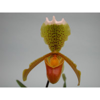 Paphiopedilum insigne