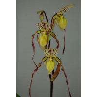 Paphiopedilum philippinense 'roebbelinii'