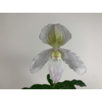 Paphiopedilum Pinocchio x niveum