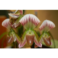 Paphiopedilum thailandense (1 Stiel)