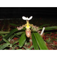 Paphiopedilum tranlineanum (Jgpfl.)