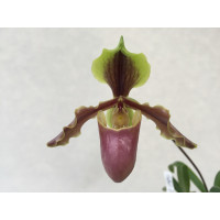 Paphiopedilum  X herrmannii