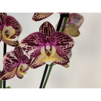 Phalaenopsis Grand Slam (2 Rispen)