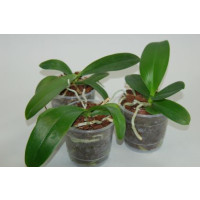 Phalaenopsis-Jungpflanzen-Sortiment