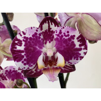 Phalaenopsis Blanca (2 Rispen)