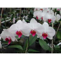 Phalaenopsis Christa Wichmann (4 Rispen)