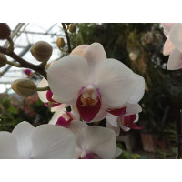 Phalaenopsis Daisy (2 Rispen)