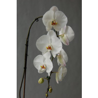 Phalaenopsis Elegant 'Cascade' (1 Rispe)