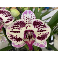 Phalaenopsis Elegant Julia (2 Rispen)