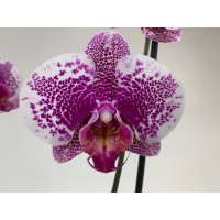 Phalaenopsis Leopard Prince (2 Rispen)