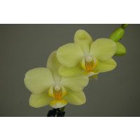 Phalaenopsis Little Lemon (2 Rispen)