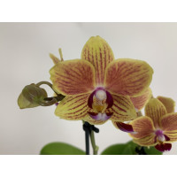 Phalaenopsis Little Sunny Splash (2 Rispen)