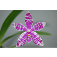 Phalaenopsis lueddemaniana (Jgpfl.)