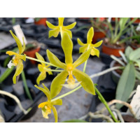 Phalaenopsis mannii 'flava'