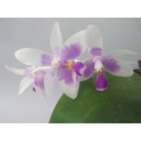 Phalaenopsis modesta