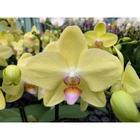 Phalaenopsis My Monroe 'Glamour' (2 Rispen)