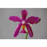 Phalaenopsis pulchra