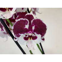 Phalaenopsis Pure 'Kizz' (2 Rispen)