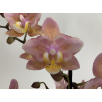 Phalaenopsis Scentsation 'Peloric' (2 Rispen)