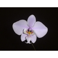 Phalaenopsis schilleriana