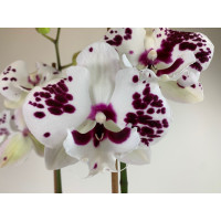 Phalaenopsis Sparkling 'Kizz' (2 Rispen)