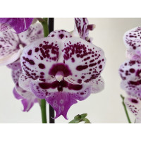 Phalaenopsis Speechless Elegance (2 Rispen)