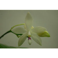 Phalaenopsis tetraspis