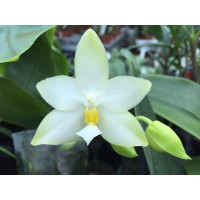Phalaenopsis violacea 'alba'