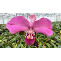 Phragmipedium kovachii (fast blühstark)
